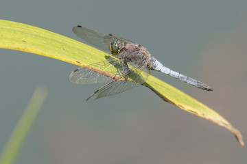 Black-tailed skimmer (Orthetrum cancellatum) resting on a leaf