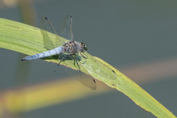 Black-tailed skimmer (Orthetrum cancellatum) resting on a leaf