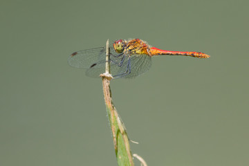 Ruddy darter (Sympetrum sanguineum) resting on the top of a leaf