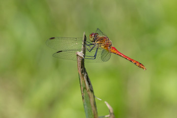 Ruddy darter (Sympetrum sanguineum) resting on the top of a leaf