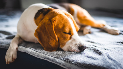 Beagle dog sleeping on a sofa. Copy space