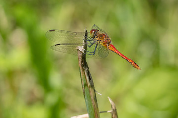 Ruddy darter (Sympetrum sanguineum) resting on the top of a leaf