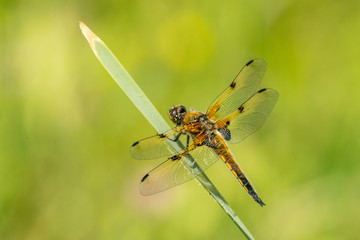 four-spotted chaser (Libellula quadrimaculata) resting on a leaf