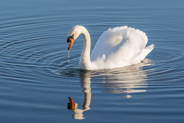 Mute swan (Cygnus olor) on the blue water of a lake making small cricular waves