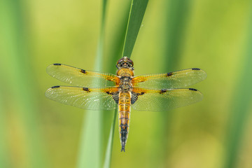 four-spotted chaser (Libellula quadrimaculata) resting on a leaf