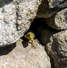Machu Picchu, Peru - 05/21/2019: Lizard at the famous Inca site of Machu Picchu in Peru.