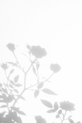 Overlay effect for photo. Gray shadow of the wild roses leaves and flowers on a white wall....