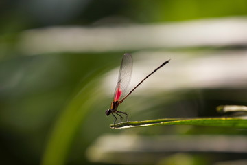 IMG_0987.CR2