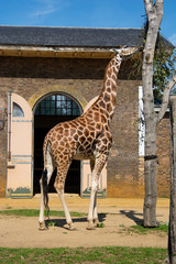 Giraffes at London Zoo, summer day, holidays.