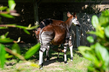Exotic zebra okapi animal at the zoo. Summer day.