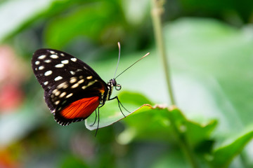 Fototapeta na wymiar Close up orange butterfly on green leaf. Beautiful summer backgound.