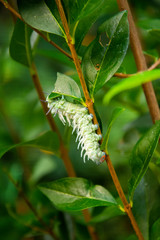 Green caterpillar in the stage of cocoon formation on green leaf. Thread cocoon. First stage of the formation of the chrysalis of the butterfly.