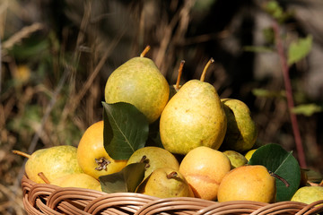 Yellow and green pears in the garden in a beautiful wicker basket. The concept of the fall harvest. The concept of the harvest and agriculture. Preparation of juices from pears and apples