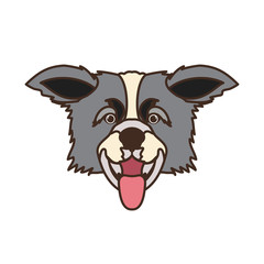 head of cute border collie dog on white background