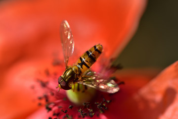 Closeup of a little hover fly looking for nectar at the pollen of a red poppy