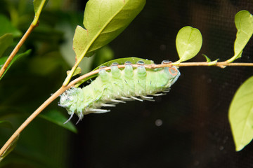 Green caterpillar in the stage of cocoon formation on green leaf. Thread cocoon. First stage of the formation of the chrysalis of the butterfly.
