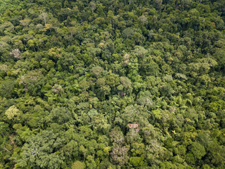 Beautiful  drone aerial view of tree tops of brazilian amazon rainforest in summer sunny day. Concept of conservation, ecology, biodiversity, global warming, environment and climate change.
