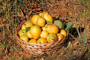 Yellow and green pears in the garden in a beautiful wicker basket. The concept of the fall harvest. The concept of the harvest and agriculture. Preparation of juices from pears and apples