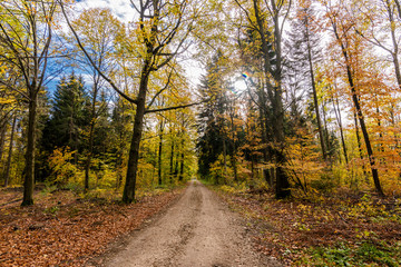 beautiful landscape in the nature. Trees fields and no people.