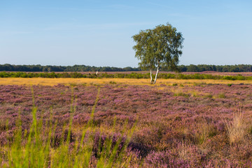 Purple heather in full bloom at Westerheide, Hilversum, The Netherlands
