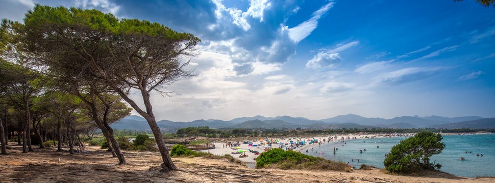 Pine trees on Budoni beach, Sardinia, Italy, Europe.