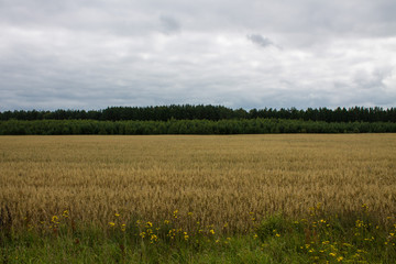 Field of ripe wheat with trees in the background