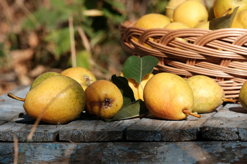 Yellow and green pears in the garden on the wooden surface of the table next to a basket filled with pears. The concept of the fall harvest. The concept of the autumn harvest fruit, agriculture.