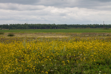 Field with yellow rape flowers with horizon trees and cloudy sky