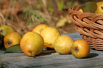 Yellow and green pears in the garden on the wooden surface of the table next to a basket filled with pears. The concept of the fall harvest. The concept of the autumn harvest fruit, agriculture.