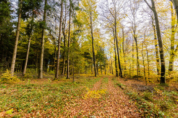 beautiful landscape in the nature. Trees fields and no people.