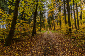 beautiful landscape in the nature. Trees fields and no people.