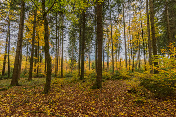 Obraz premium beautiful landscape in the nature. Trees fields and no people.