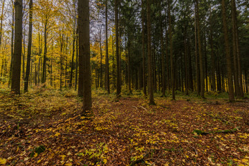 beautiful landscape in the nature. Trees fields and no people.