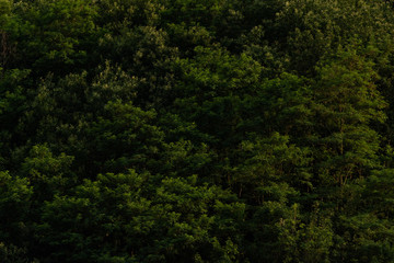 trees in the forest background