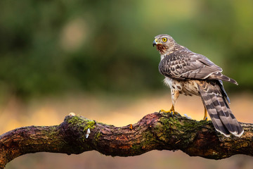 Northern goshawk juvenile on a branch after diner in the forest of Noord Brabant in the Netherlands