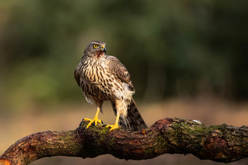 Northern goshawk juvenile on a branch after diner in the forest of Noord Brabant in the Netherlands