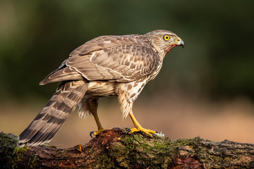 Northern goshawk juvenile on a branch after diner in the forest of Noord Brabant in the Netherlands