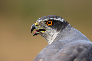 Northern goshawk portrait  in the forest of Noord Brabant in the Netherlands