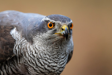Northern goshawk portrait  in the forest of Noord Brabant in the Netherlands