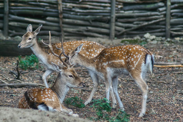 Naklejka na ściany i meble fallow deer family, two females and one male