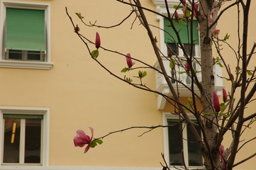 Magnolia blooming with a wall background