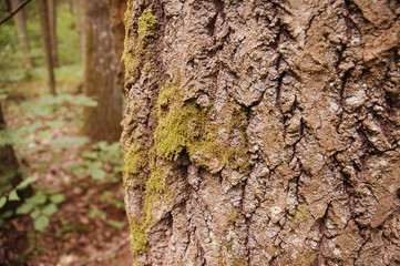 Pine tree bark and forest at the background