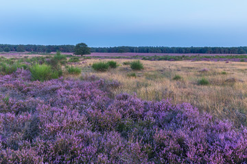 Fototapeta na wymiar Purple heather and grassland at dusk (Westerheide, Hilversum, The Netherlands)