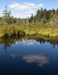 Green vegetation and blue sky are reflected in a blue water of a bog in Muskoka on a summer day