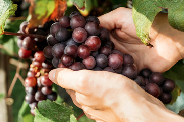 Harvesting grapes. Juicy ripe grapes in farmers hands.