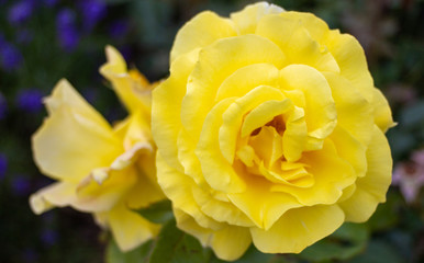 Yellow flower