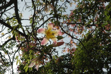 Wild flower macro bloom in spring and summer