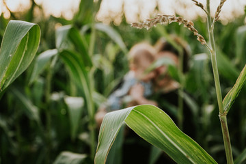 Corn field with mother and daughter in background