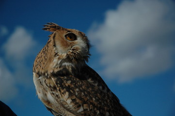 Adult owl portrait on nature background