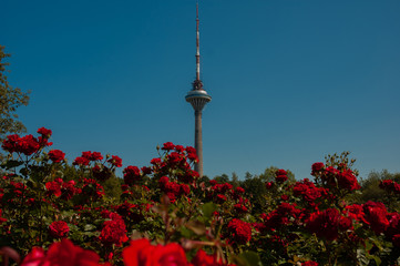 Fototapete bei efototapeten.de bestellen   